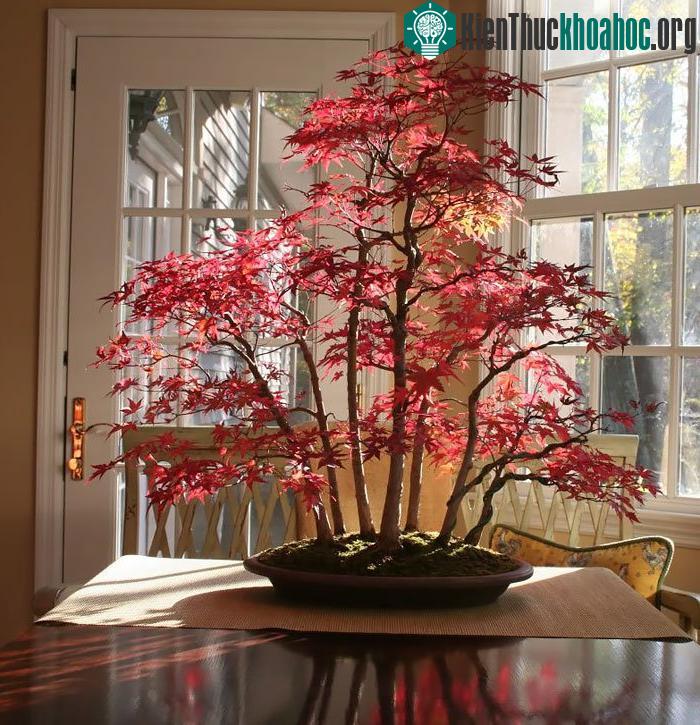 Bonsai cây phong vào mùa thu