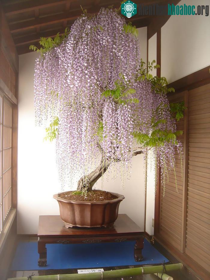 Bonsai hoa tử đằng