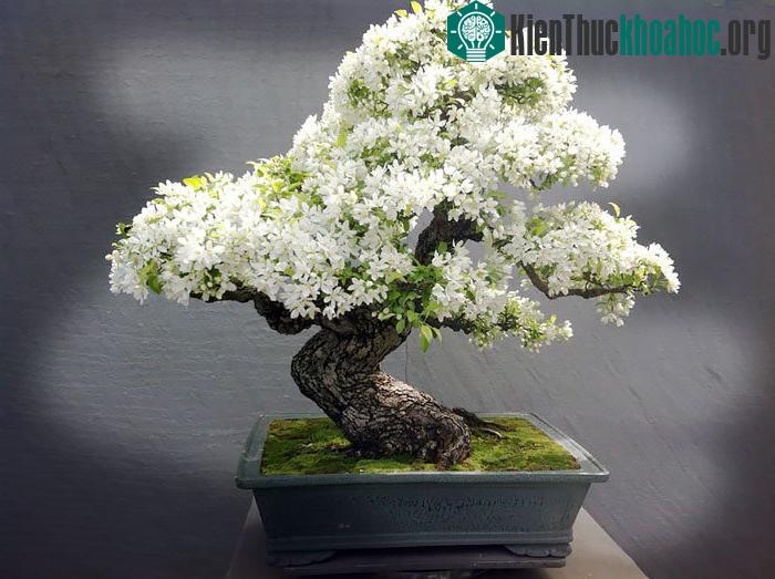 Bonsai cây táo