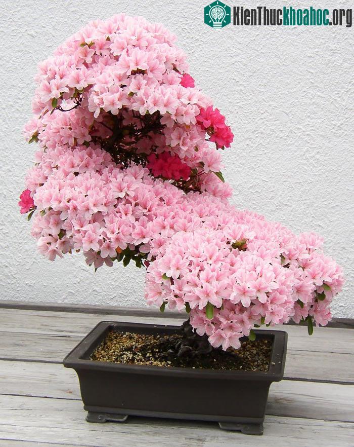 Hoa đỗ quyên