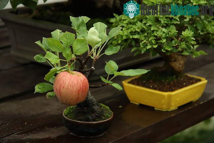 Bonsai độc đáo với một quả táo trên cây
