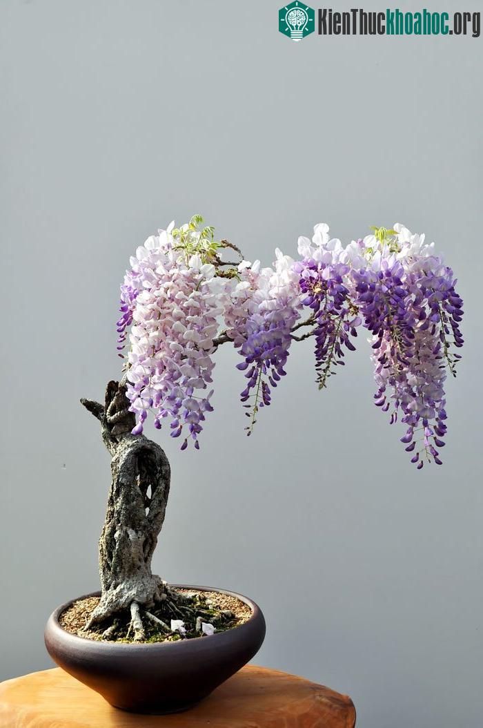 Bonsai hoa tử đằng