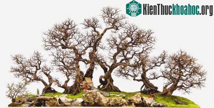 Bonsai thế ngũ nhạc