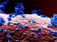 Lần đầu tiên công bố bức ảnh về virus cúm gia cầm ảnh 2