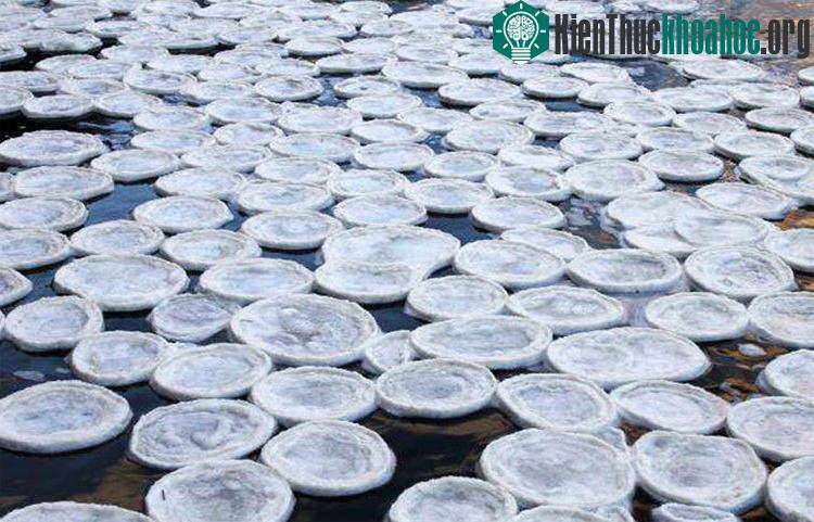 Những tảng băng này bình thường chỉ như những chiếc lá khổng lồ - mỏng và dễ vỡ.