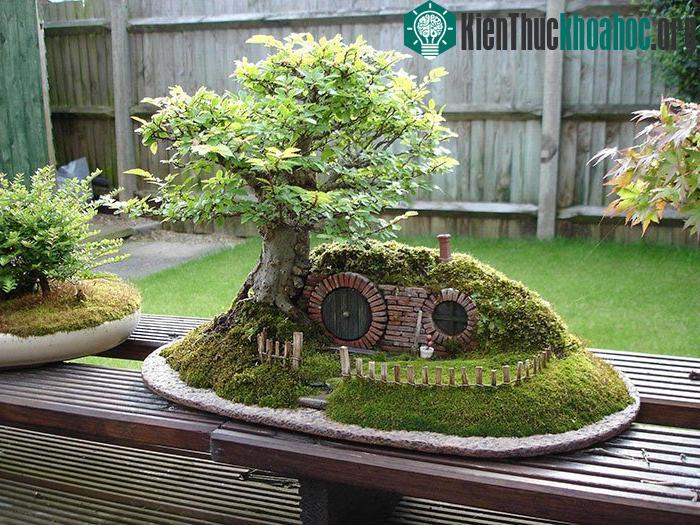 Bonsai với "ngôi nhà của người Hobbit"