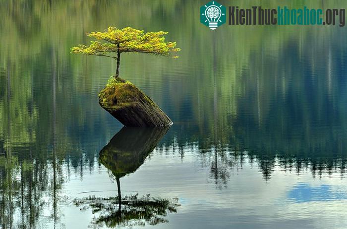Một cây bonsai vô cùng đặc biệt