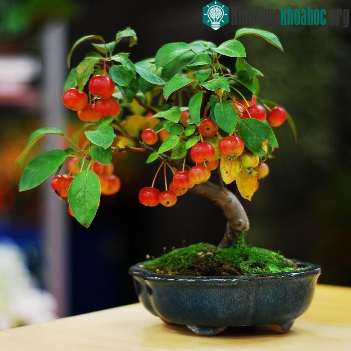 Bonsai cây táo