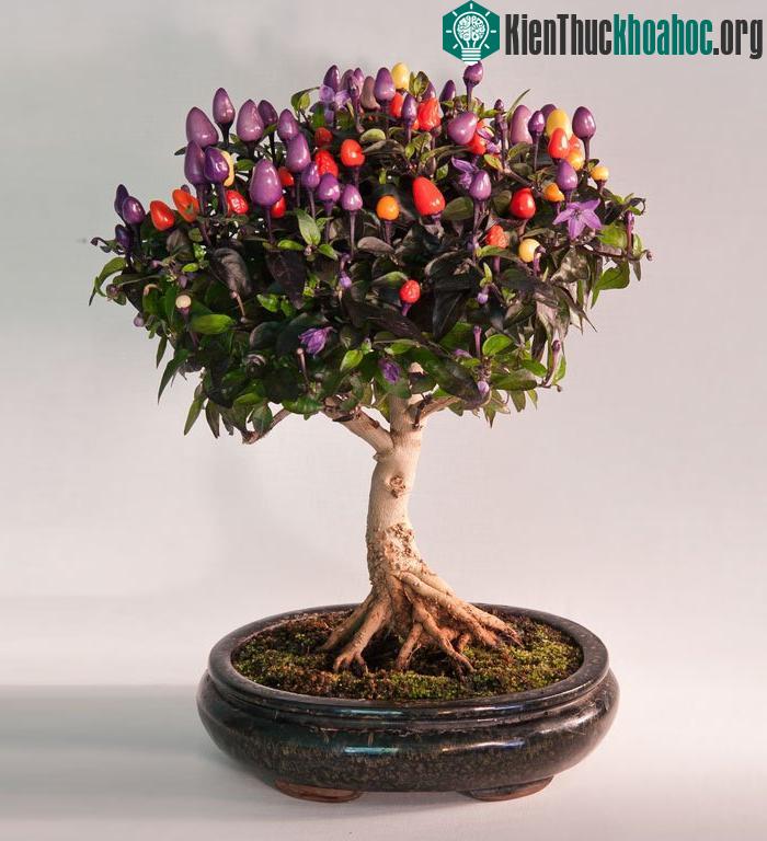 Một cây bonsai ở Chile