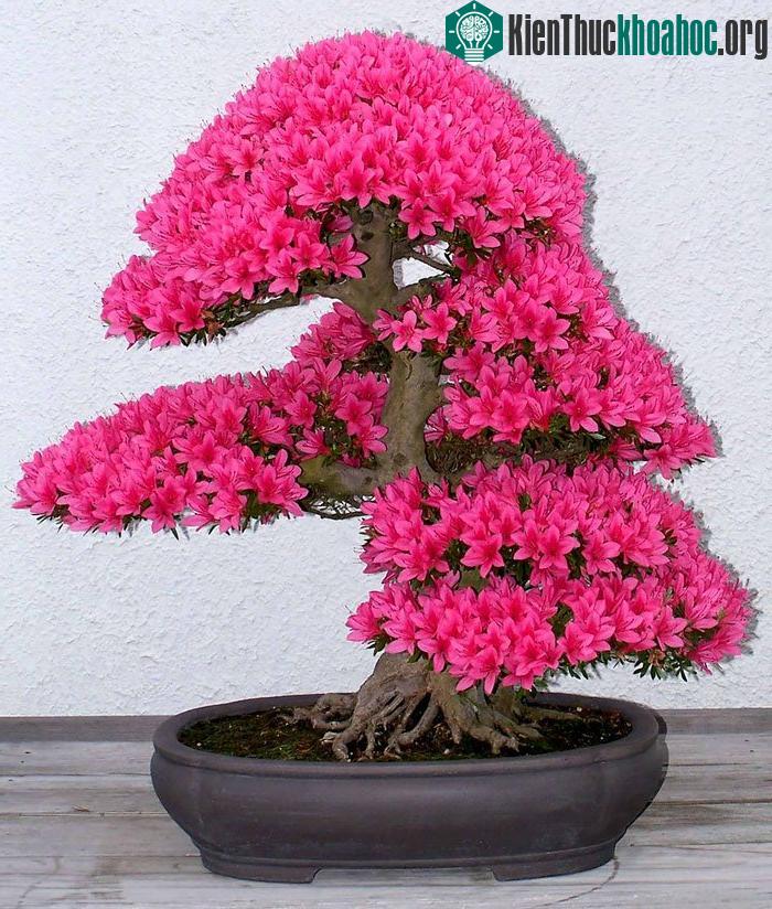 Hoa đỗ quyên