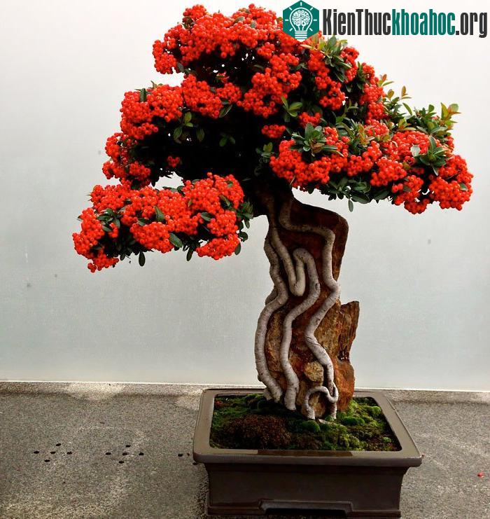 Táo gai Pyracantha