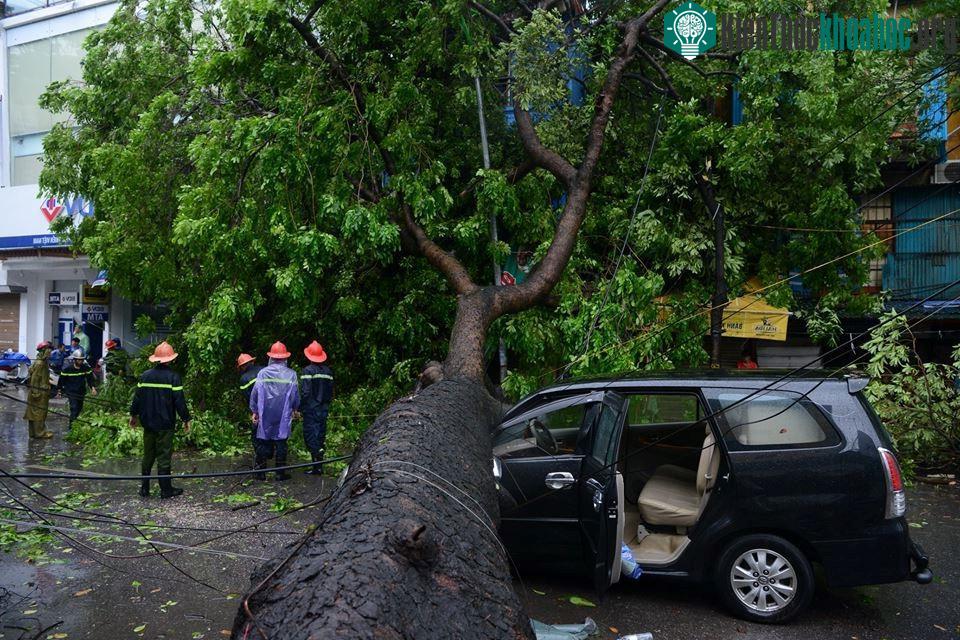 Cây xà cừ nằm vắt ngang phố Núi Trúc.