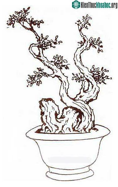 Bonsai thế long đàn phượng vũ