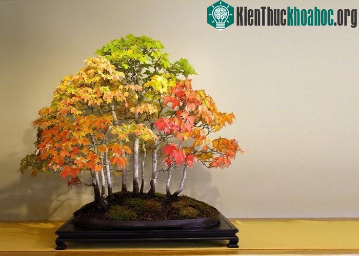 Bonsai gồm nhiều cây kết hợp