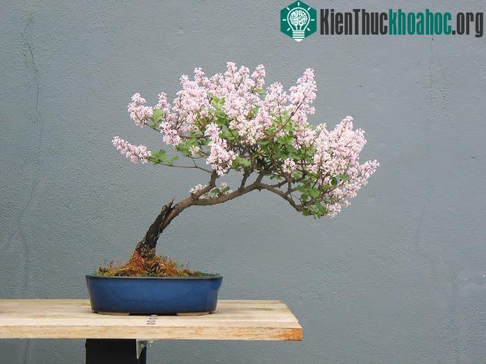 Hoa tử đinh hương