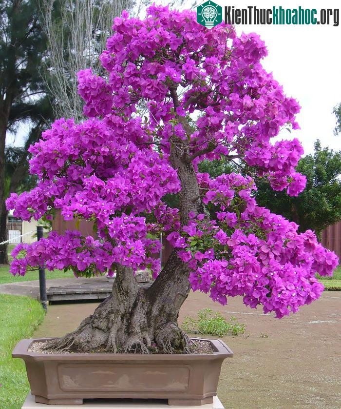 Hoa giấy