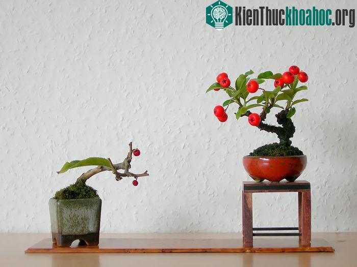 Táo gai Pyracantha