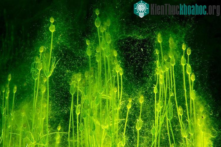 Loại tảo phát sáng ở hồ Goluboe.