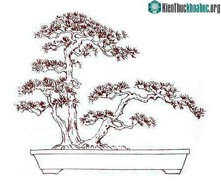 Bonsai thế quần thụ tam sơn