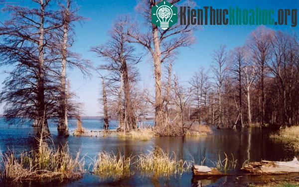 Hồ Reelfoot được hình thành trong những trận động đất New Madrid
