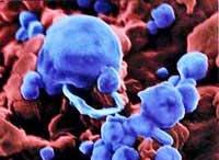 Lần đầu tiên công bố bức ảnh về virus cúm gia cầm ảnh 4