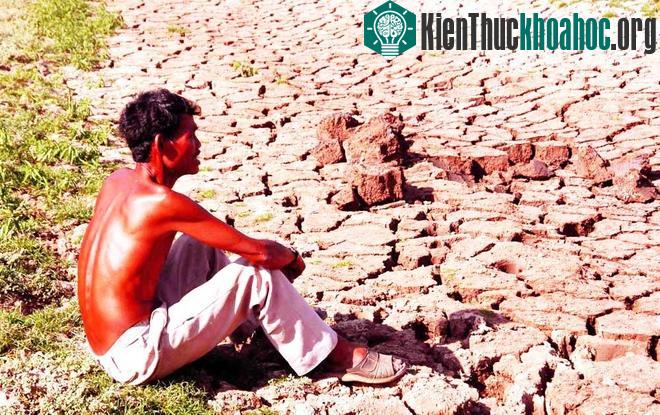 Sóc Trăng có 12.800 ha lúa ở các huyện Trần Đề, Long Phú, Kế Sách, Châu Thành, Mỹ Xuyên nhưng đã bị thiệt hại trên 70%, gây tổn thất trên 30 tỷ đồng của nông dân.