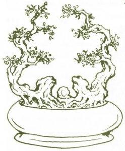 Bonsai thế lưỡng long tranh châu