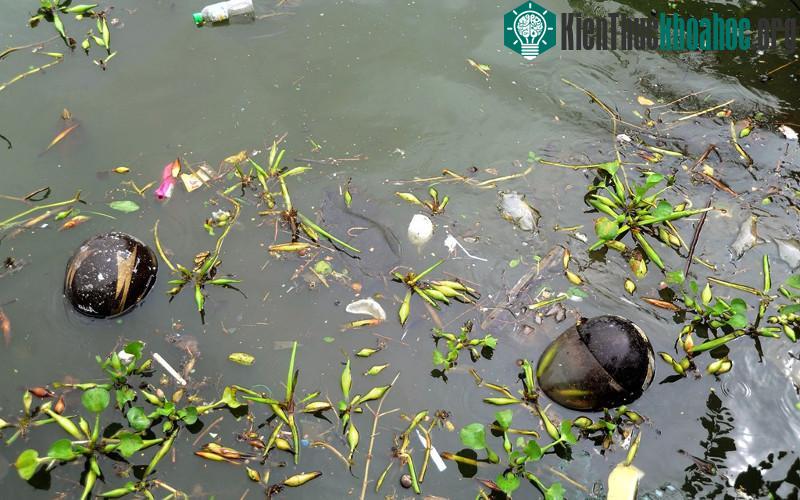 Sau thử nghiệm, độ PH kiềm, nồng độ TSS, BOD, COD... và mật độ coliform trong các hồ giảm