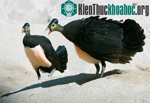 Các nghiên cứu cho thấy nếu phát hiện tầng đất có nhiệt tầm 33 độ C là chúng không tiếp tục đào nữa và để con cái đẻ trứng.