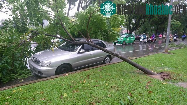 Cây vắt ngang trên nóc xe tại đường Trần Nhân Tông.