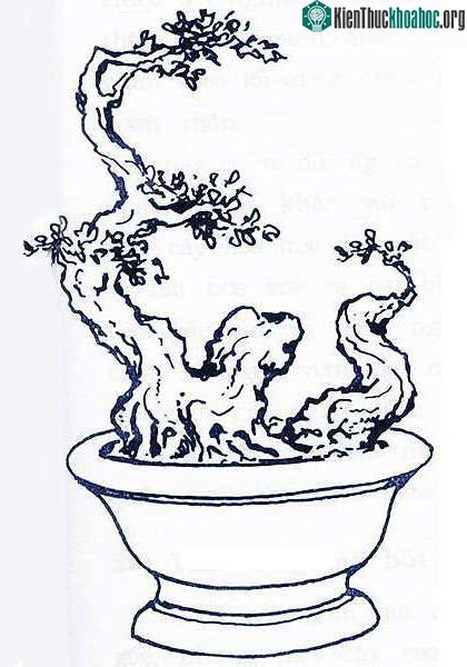 Bonsai thế long bàn hổ phục