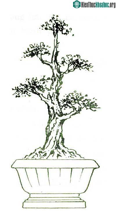 Bonsai thế trung bình ngay