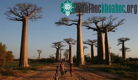 Cây bao báp đặc trưng của Madagascar