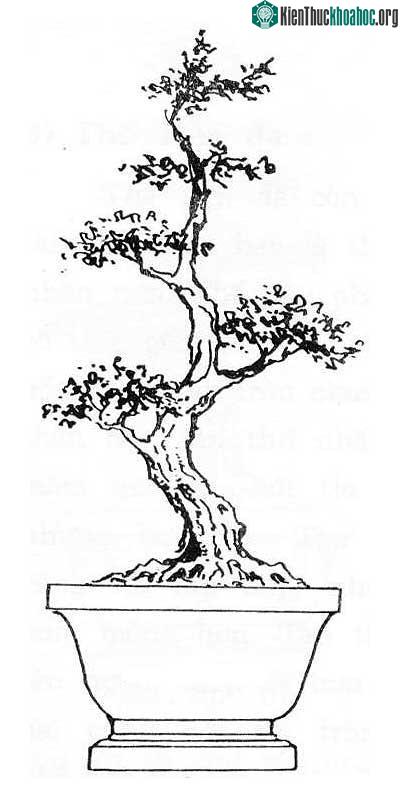 Bonsai thế trung bình cong