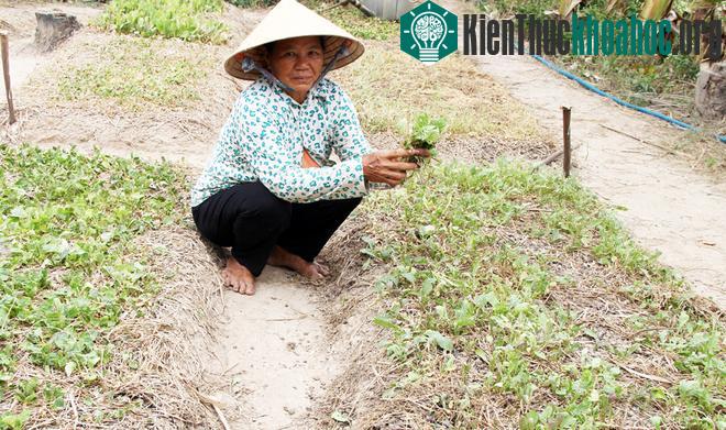 Hạn hán khiến vùng đất giồng cát trồng hoa màu ven biển ở miền Tây gần như mất trắng vì thiếu nước ngọt tưới.