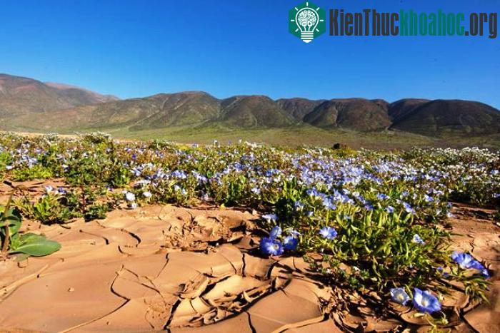 Sa mạc Atacama, Chile