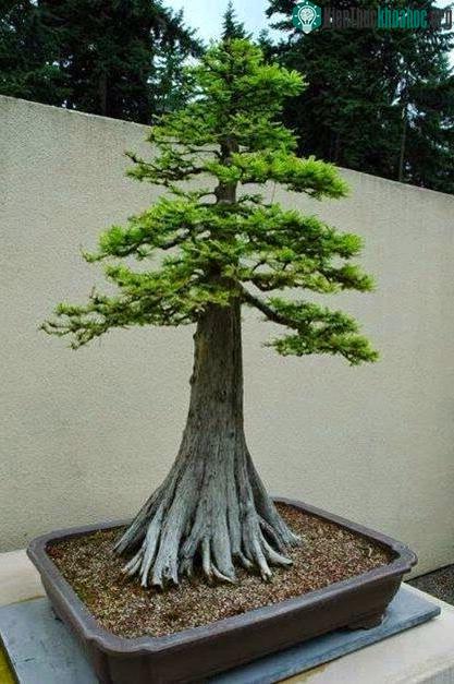 Bonsai thế trực quân tử