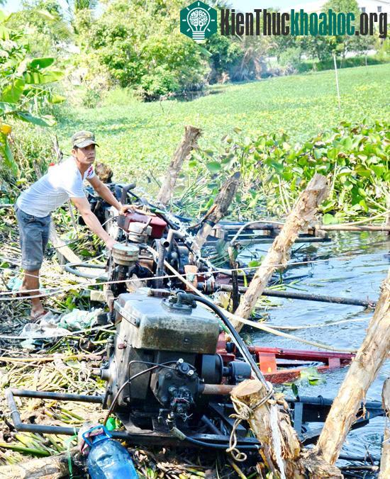 Trong khi đó, tại vùng bán đảo Gò Công (Tiền Giang), những ao, đìa nước ngọt còn sót lại đang rất quý giá, được người dân tận dụng tối đa để bơm vào ruộng cứu lúa.