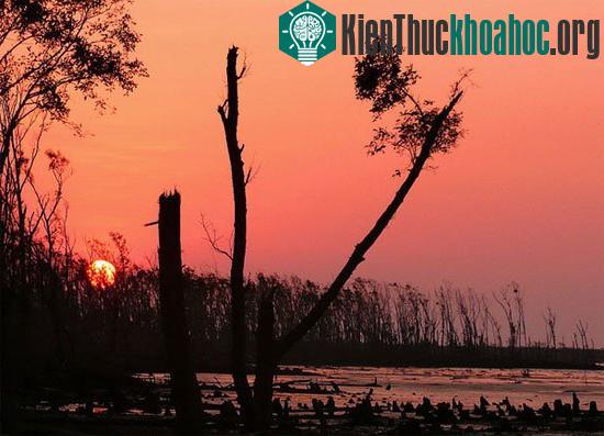 Rừng ngập mặn đang biến mất với tốc độ trung bình khoảng 1%/năm. (Ảnh:&nbsp;sundarbansafaris.com)