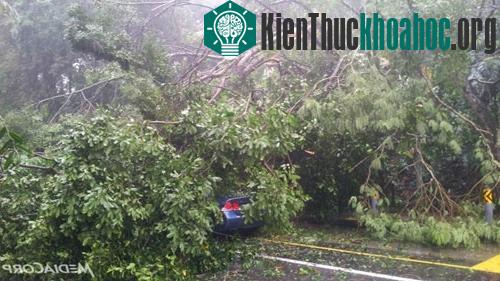 Trận mưa khiến một&nbsp;cây lớn&nbsp;đổ lên một chiếc ôtô tại Sixth Avenue, khiến cả con đường này&nbsp;bị chặn. (Ảnh:&nbsp;MediaCorp)