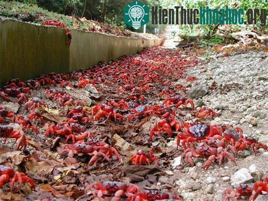 Những hòn đảo thiên đường của động vật