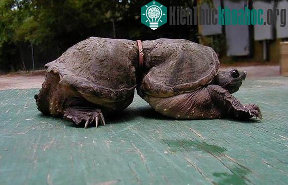 Chú rùa tội nghiệp bị 'biến hình' do mắc kẹt vào một chiếc vòng nhỏ. Một hình ảnh đau lòng do ô nhiễm môi trường, đặc biệt do rác thải.