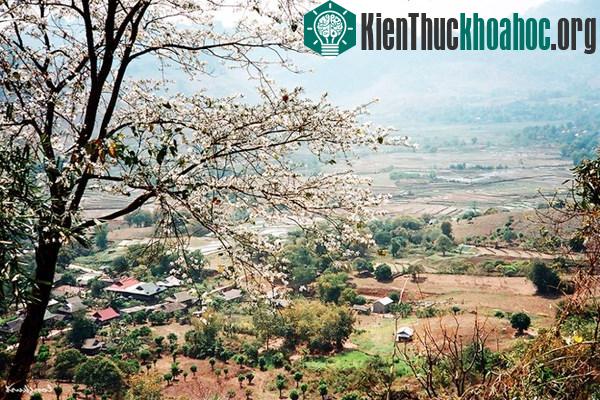 Vào thời gian 2 tuần đầu tháng 3 là hoa nở nhiều, nơi nào cũng thấy hoa ban trắng trời, trắng đất.