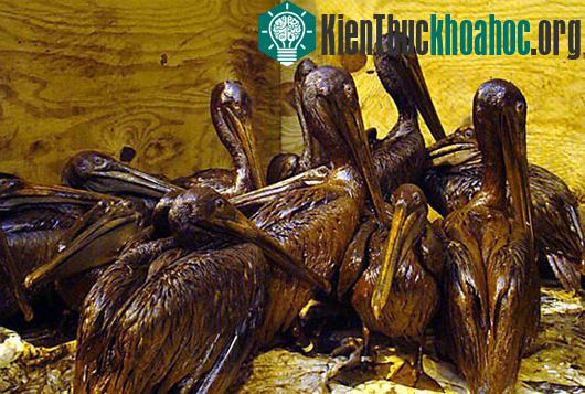 Những con bồ nông bị dính dầu loang được lực lượng chức năng đưa về để rửa sạch dầu.&nbsp;