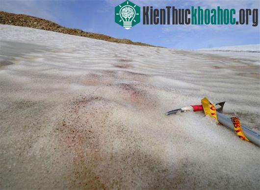 Vùng đất băng giá giàu tiềm năng Greenland. (Ảnh: Kyodo/TTXVN)