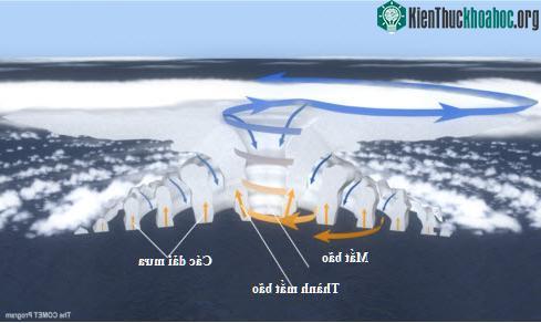 Hình 2: sơ đồ cấu trúc bão với các thành phần cơ bản:&nbsp;mắt bão, thành mắt bão và các dải mưa xoắn