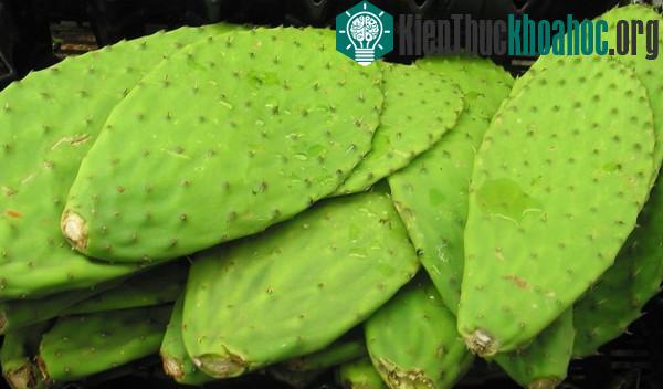 Xương rồng - "Cứu tinh" chống lại hạn hán.