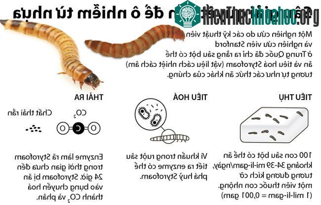 Sâu gạo ăn nhựa - giải pháp giảm thiểu chôn lấp rác?