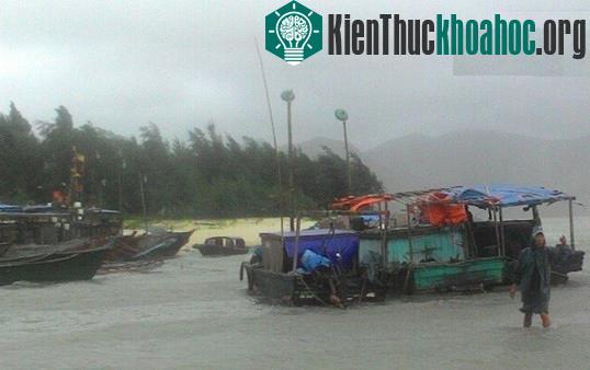 Sức gió mạnh khiến cho cây cối ở vùng ven biển bị quật nghiêng ngả (Ảnh: Tri thức trẻ)