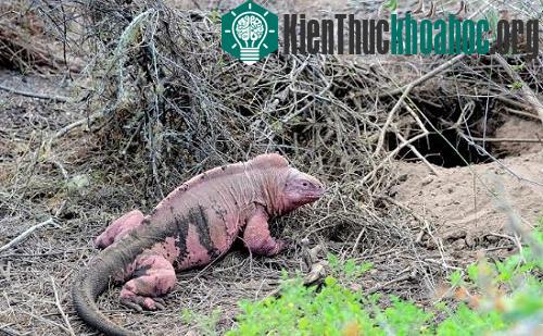 Cự đà hồng lần đầu tiên xuất hiện trên sườn núi lửa Wolf, thuộc đảo Isabela vào năm 1986. (Ảnh: Twitter)